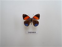 藏品(數字蝶)的圖片